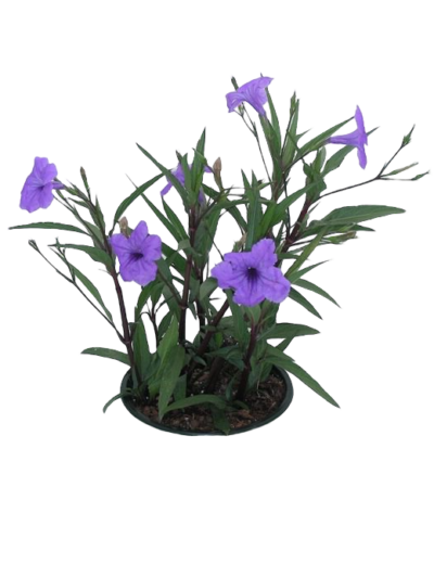 Ruellia Purple Showers (Mexican Petunia) - Image 2